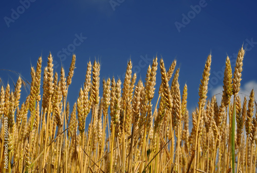 Gold wheat under the blue summer sky