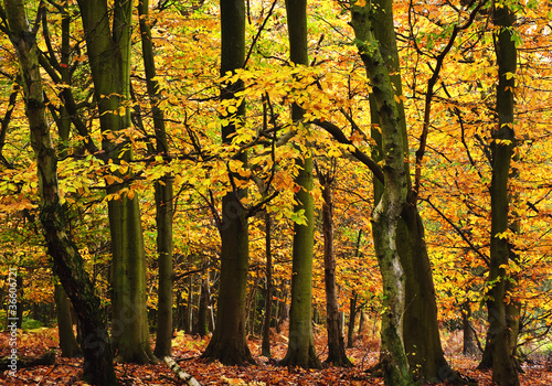 Beautiful Autumn Fall forest vibrant landscape