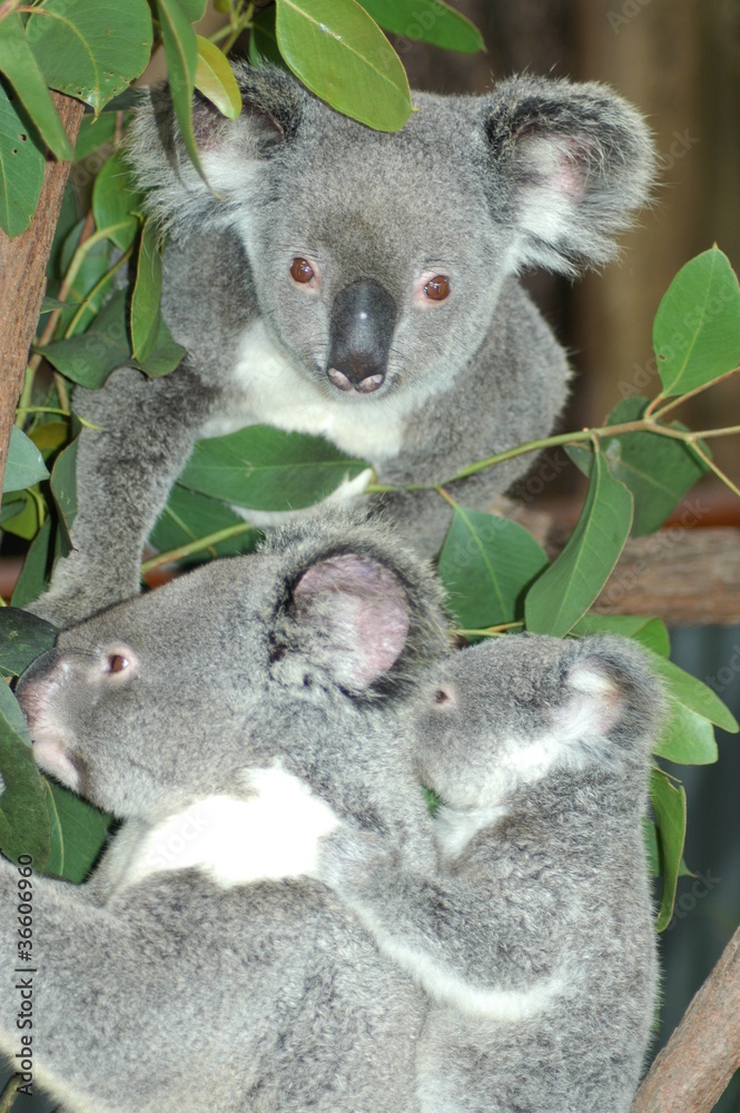 Fototapeta premium コアラ 3匹