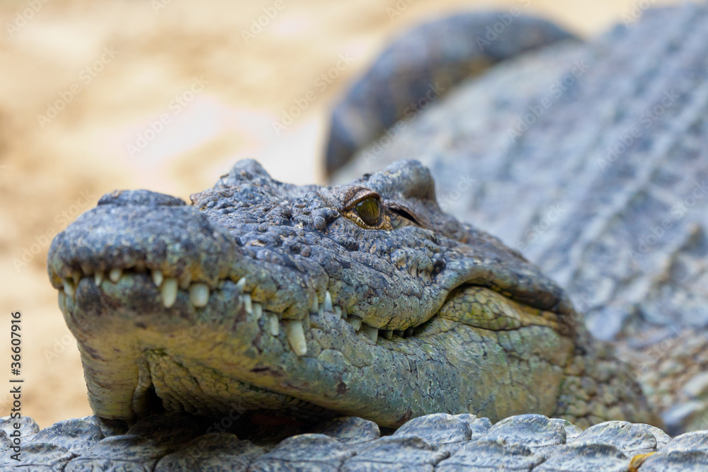 Obraz premium A nile crocodile, Crocodylus niloticus
