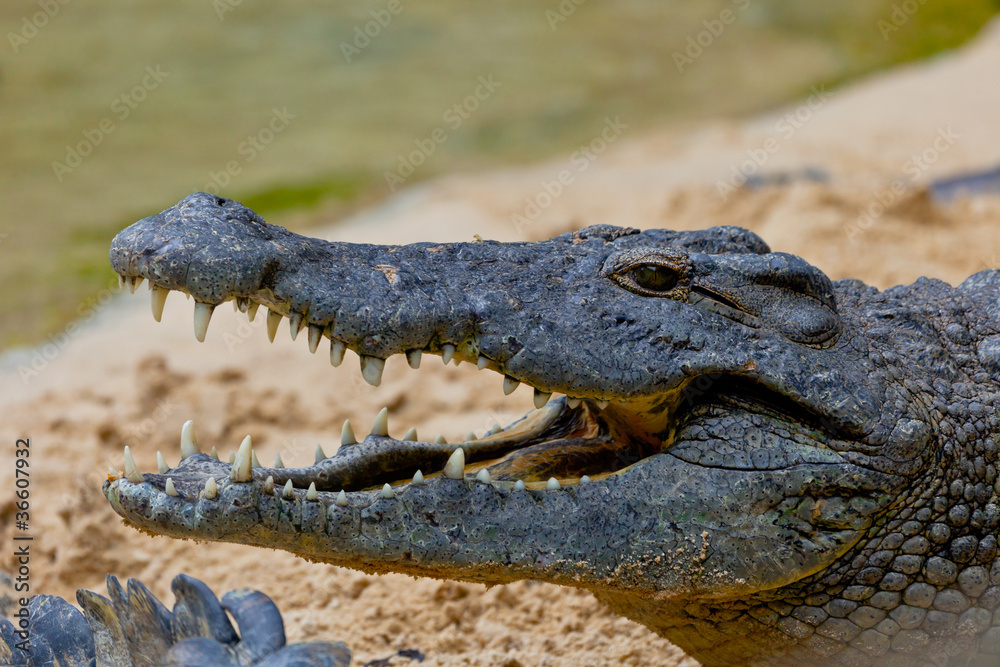 Obraz premium A nile crocodile, Crocodylus niloticus