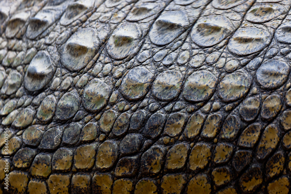 Naklejka premium A nile crocodile, Crocodylus niloticus