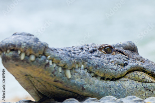 A nile crocodile  Crocodylus niloticus