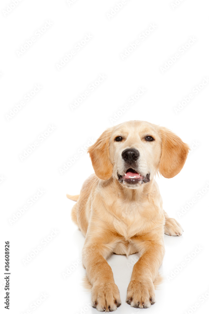 Golden retriever dog puppy isolated on white Golden retriever dog puppy isolated on white