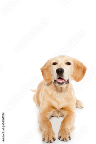 Golden retriever dog puppy isolated on white © lunamarina