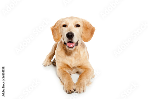 Golden retriever dog puppy isolated on white