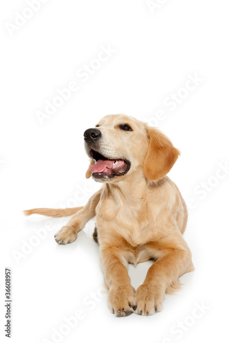 Golden retriever dog puppy isolated on white