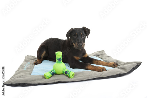 chiot berger de Beauce allongé sur son tapîs