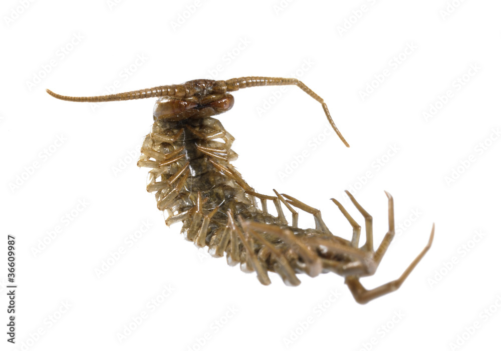 dead supine centipede Stock Photo | Adobe Stock