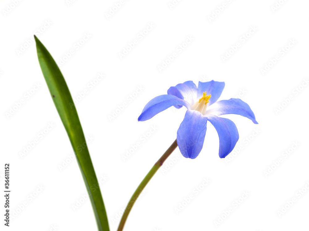 blue spring scilla bifolia blue spring scilla bifolia