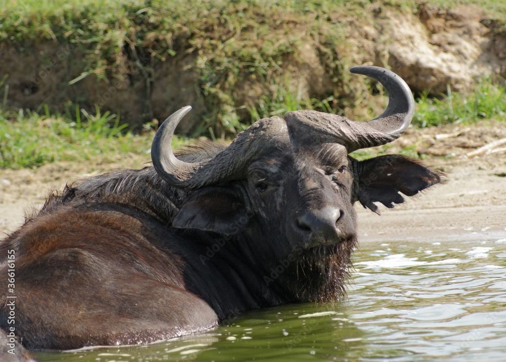 Obraz premium African Buffalo in Uganda