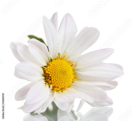 chamomile flower isolated on white