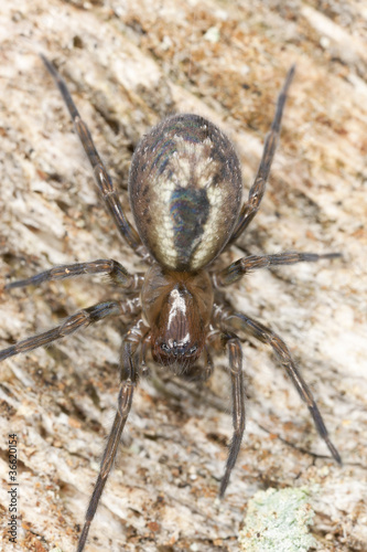 Lace webbed spider (Amaurobius fenestralis ) sitting on wood photo