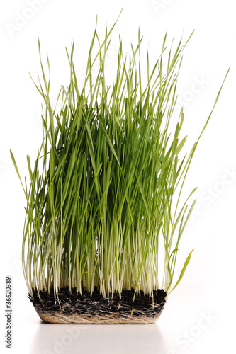 Green grass plant with its roots in mould isolated