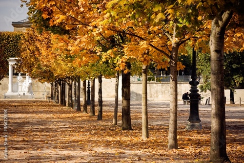 L'automne au jardin des Tuileries (Paris) photo