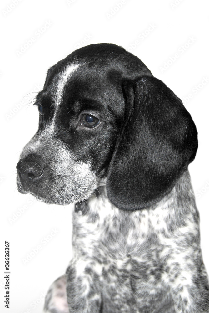 Puppy dog portrait