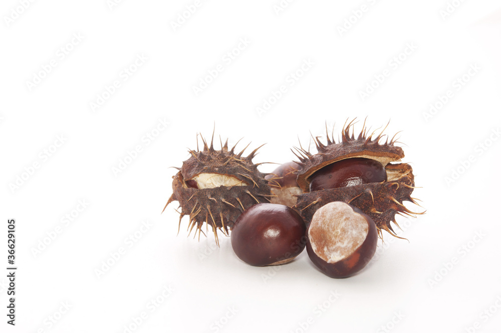 Horse chestnut