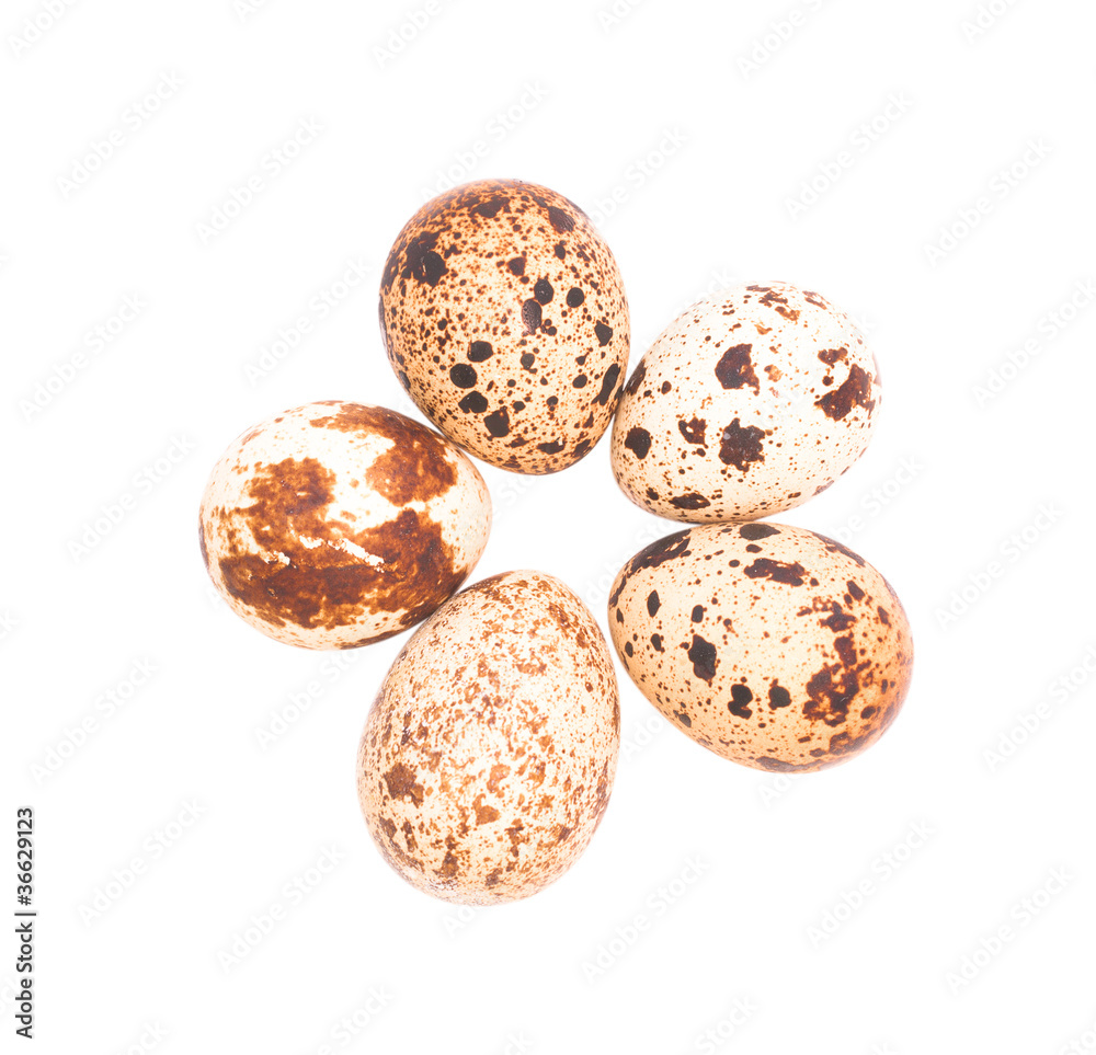 Quail eggs isolated on white