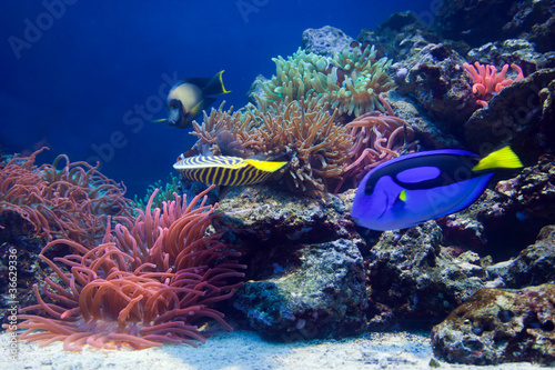 Underwater life, Fish, coral reef