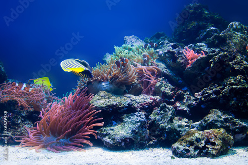 Underwater life  Fish  coral reef