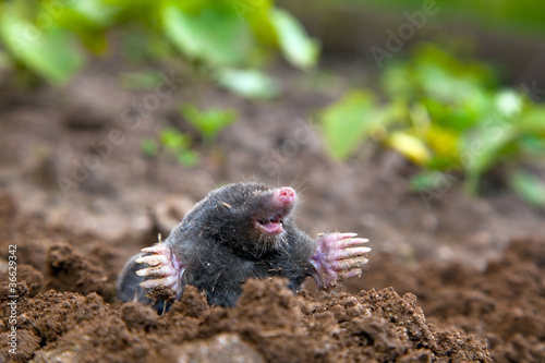 Mole in ground. Real picture photo