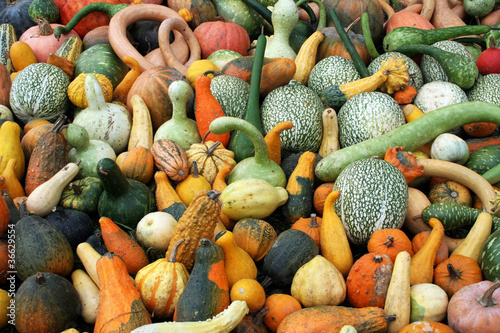 Citrouilles en couleurs photo