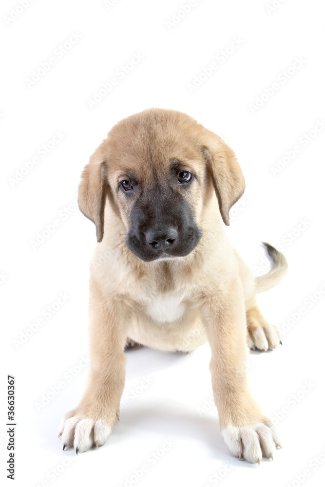 Puppy of the Spanish mastiff isolated