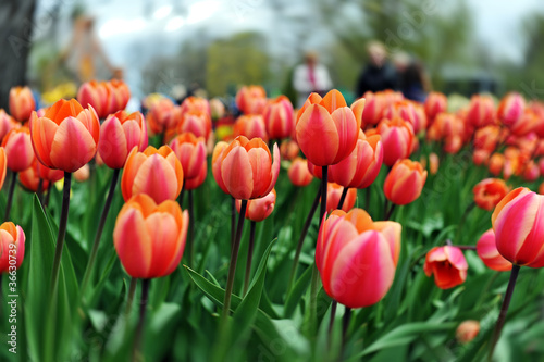 red  tulips