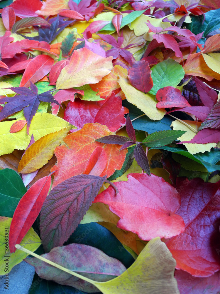 Buntes Herbstlaub Hochformat Buntes Herbstlaub Hochformat