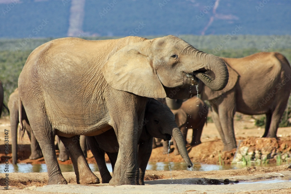 Fototapeta premium The Big Thirst