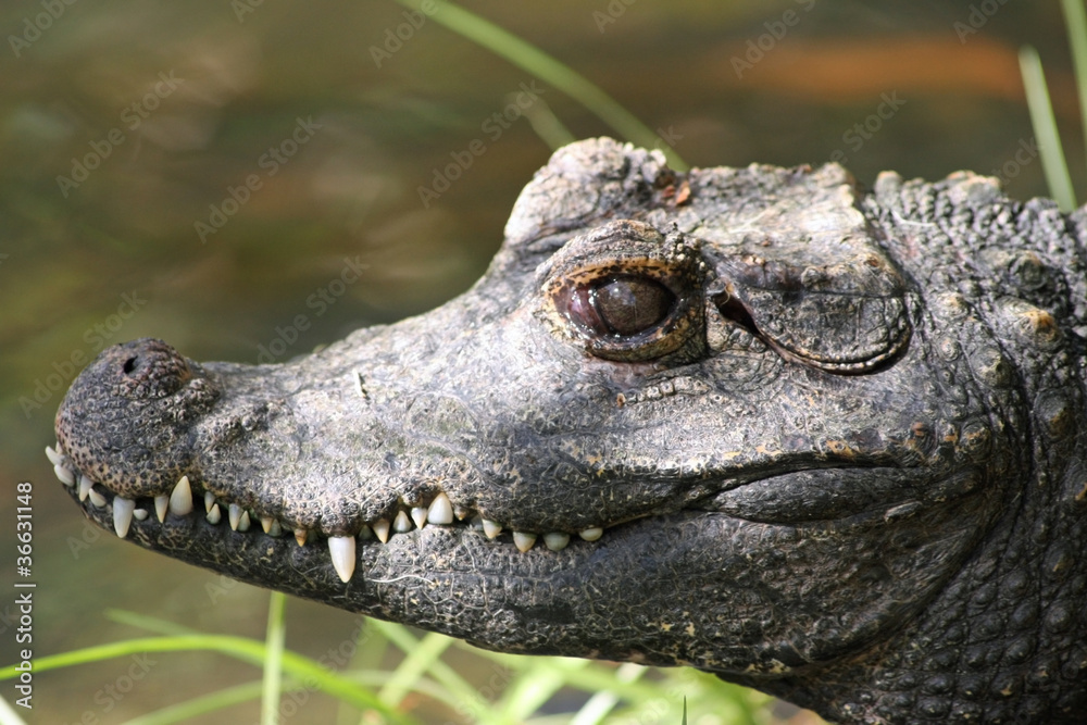 Crocodile Profile Crocodile Profile
