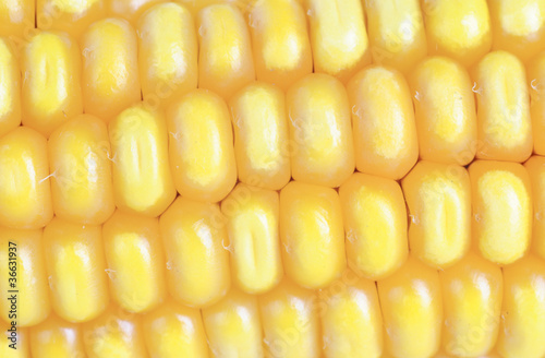Canvas-taulu Fresh ear of corn  as  background
