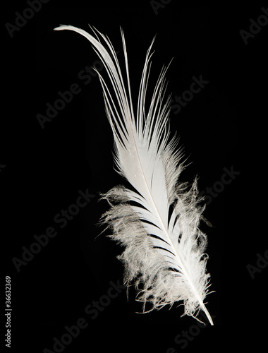 Close up of white feather
