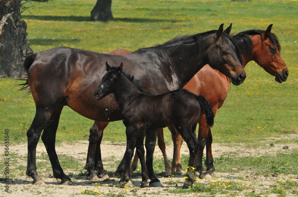 Obraz premium horses in the pasture