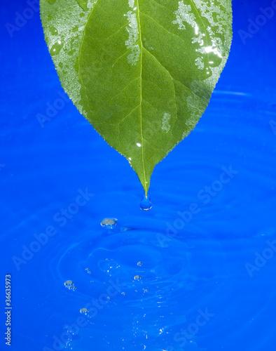 Water and leaf photo