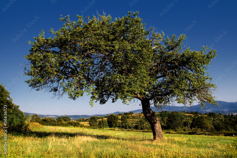 Tree Tree