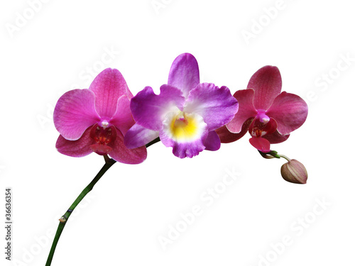 Fototapeta Naklejka Na Ścianę i Meble -  Orchids flowers it is isolated