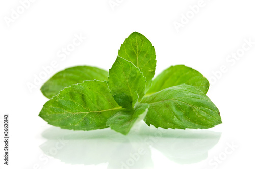 Fresh-picked mint leaves