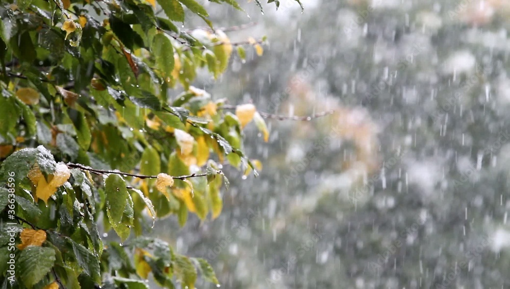 Neige qui tombe