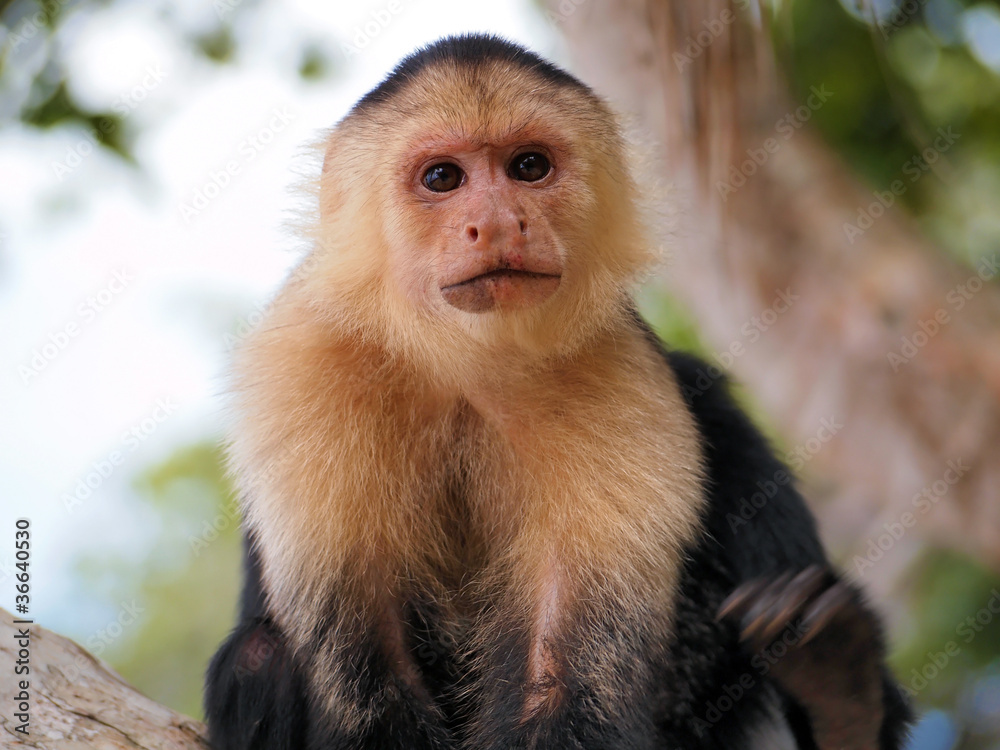 Head of white-faced capuchin monkey, national park of Cahuita, Central America, Costa Rica Head of white-faced capuchin monkey, national park of Cahuita, Central America, Costa Rica