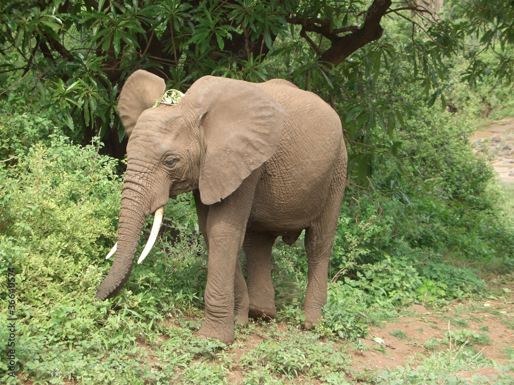 Elephant in Tanzania