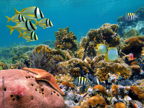 Tropical underwater marine in a thriving coral reef of the Caribbean sea
