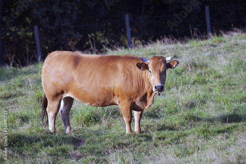 Quadro su tela Cow