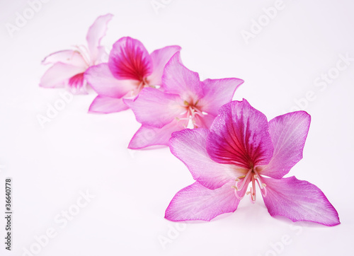 beautiful pink flowers