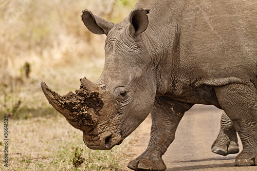 Rhinoceros crossing the road with mud on his horn