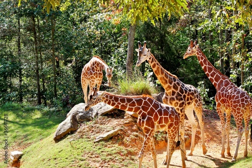 Photography Four giraffes