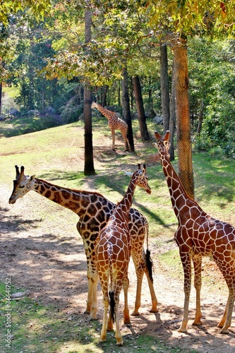 Photography Four giraffes - 2