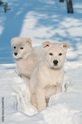 Two puppies in the deep snow in the woods.