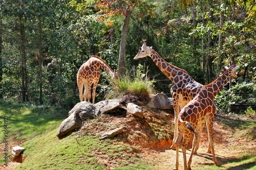 Photography Three giraffes