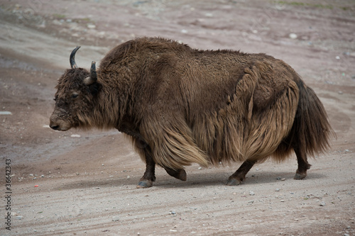 Tibetan brown yak